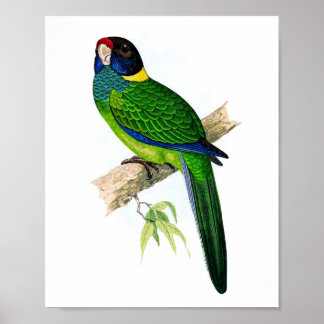 Póster Papel No. 8 Ornitología tropical antigua