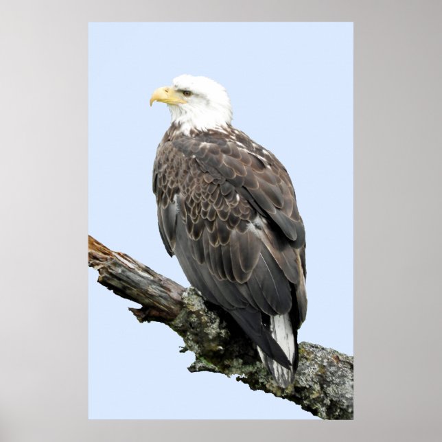 Póster Papel Poster 24x36 (mate) de águila (Frente)