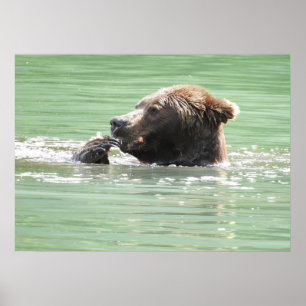Póster Papel Poster 28x20 (mate) con oso pardo