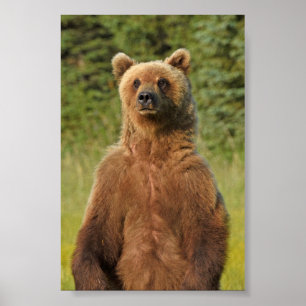 Póster Papel Poster 4x6 (mate) de oso pardo