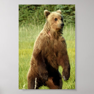 Póster Papel Poster 4x6 (mate) de oso pardo