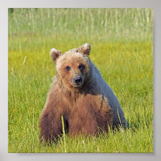 Póster Papel Poster 6x6 (mate) de oso pardo (Frente)