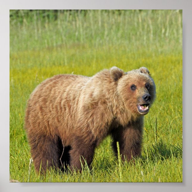 Póster Papel Poster 6x6 (mate) de oso pardo (Frente)