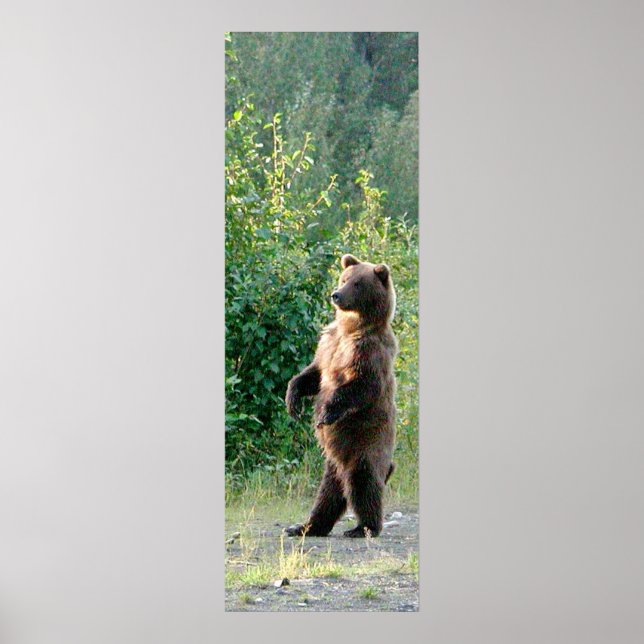 Póster Papel Poster de 12x36 (mate) de oso pardo (Frente)