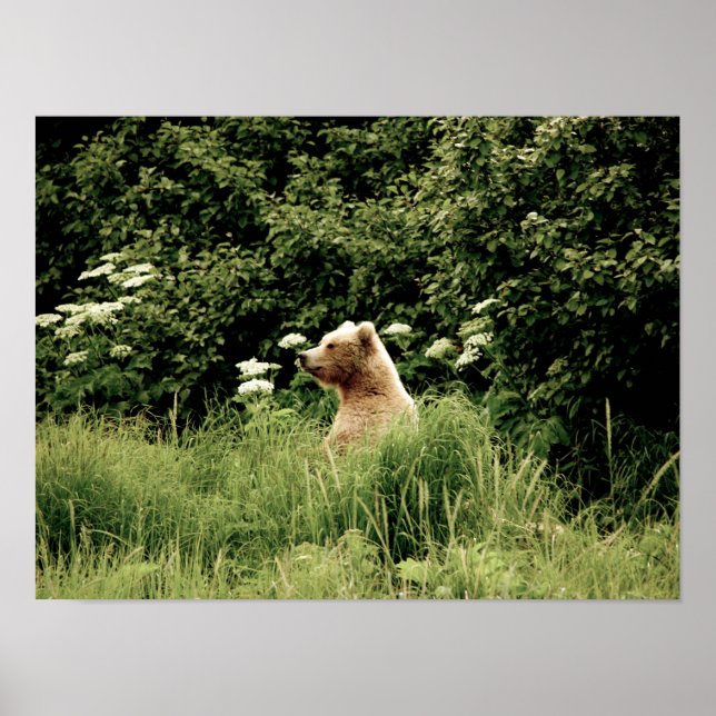 Póster Papel Poster de 16x12 (mate) de oso pardo (Frente)