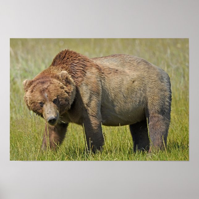 Póster Papel Poster de 19x13 (mate) de oso pardo (Frente)