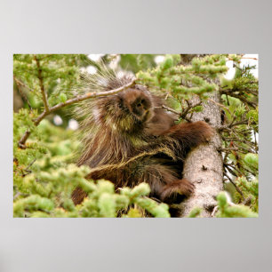 Póster Papel Poster de 36x24 (mate) de porcupina