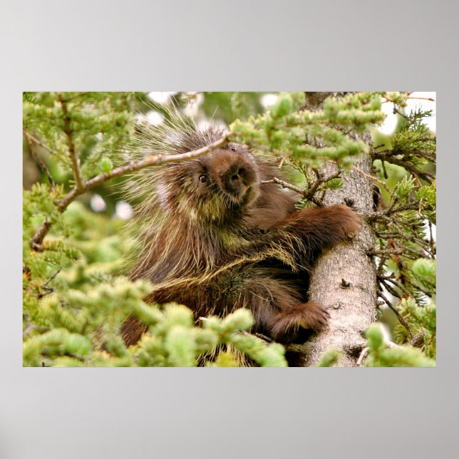 Póster Papel Poster de 36x24 (mate) de porcupina (Frente)