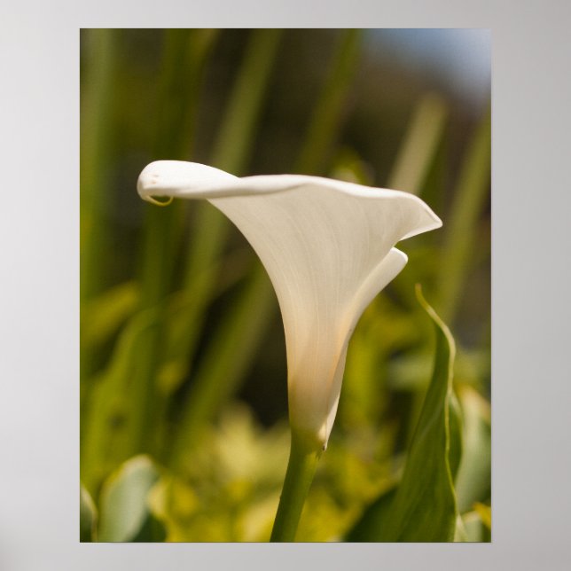 Póster Papel Poster de flores blancas (mate) (Frente)