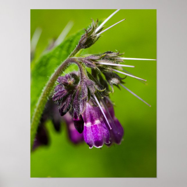 Póster Papel Poster de flores moradas (mate) (Frente)