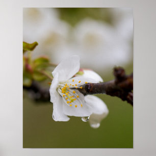 Póster Papel Poster de gota de lluvia (Matte)