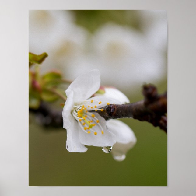 Póster Papel Poster de gota de lluvia (Matte) (Frente)