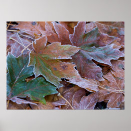 Póster Papel Poster de hojas de otoño (Matte)