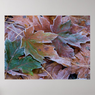 Póster Papel Poster de hojas de otoño (Matte)