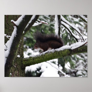 Póster Papel Poster de la foto del invierno de la ardilla