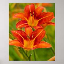 Póster Papel Poster de naranja Daylilies (Matte)