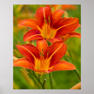 Póster Papel Poster de naranja Daylilies (Matte)