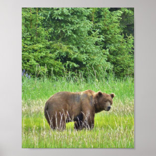 Póster Papel Poster de valor 8x10 (mate) con oso pardo