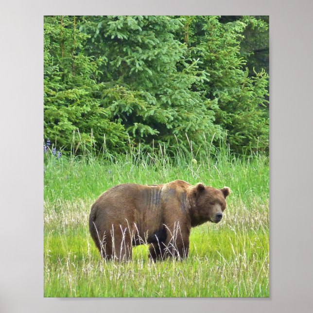 Póster Papel Poster de valor 8x10 (mate) con oso pardo (Frente)