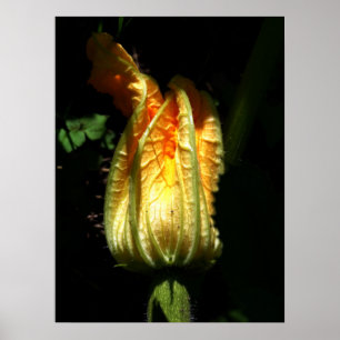 Póster Papel Poster de valor de calabazas