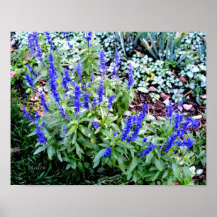 Póster Papel Poster de valor de las flores de salvia mora