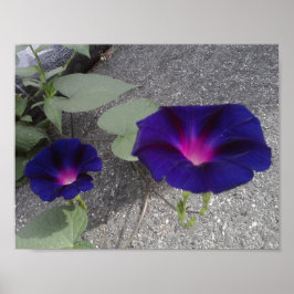 Póster Papel Poster de valor floral