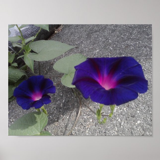 Póster Papel Poster de valor floral (Frente)