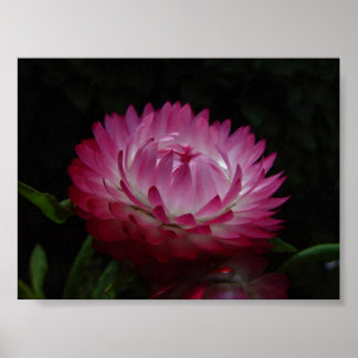 Póster Papel rosa Daisy Canvas Imprimir