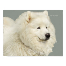 Papel Samoyed de 19" x 13", de gran peso para arch