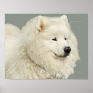 Póster Papel Samoyed de 19" x 13", de gran peso para arch