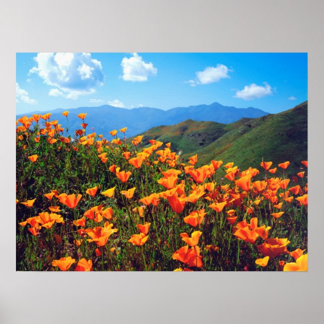 Póster Papeles de California cubriendo una colina (Frente)