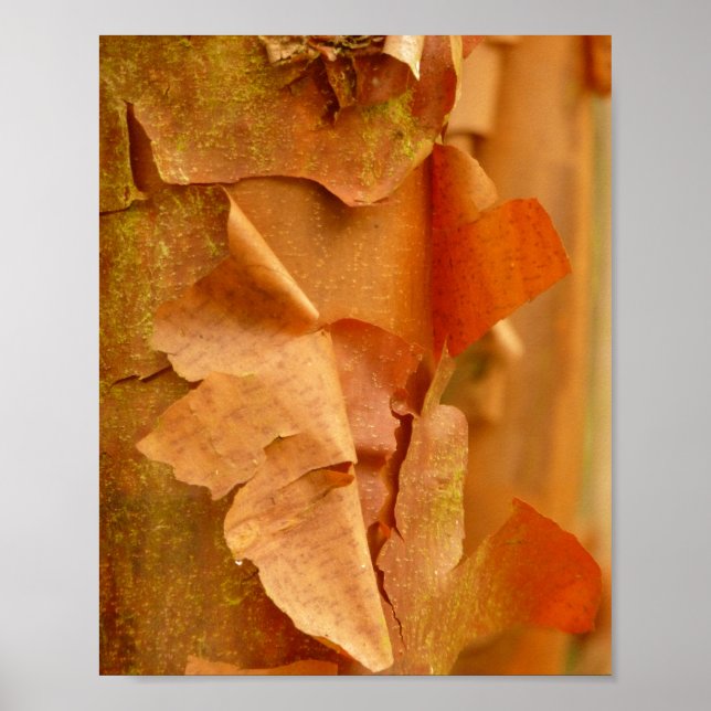 Póster Paperbark Maple Poster (Frente)