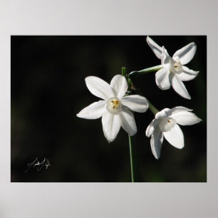 Póster Paperwhites in Black