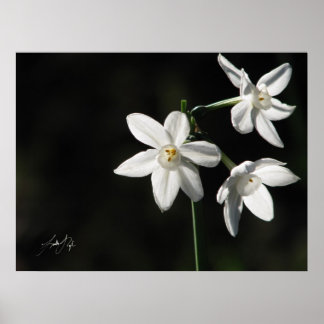 Póster Paperwhites in Black