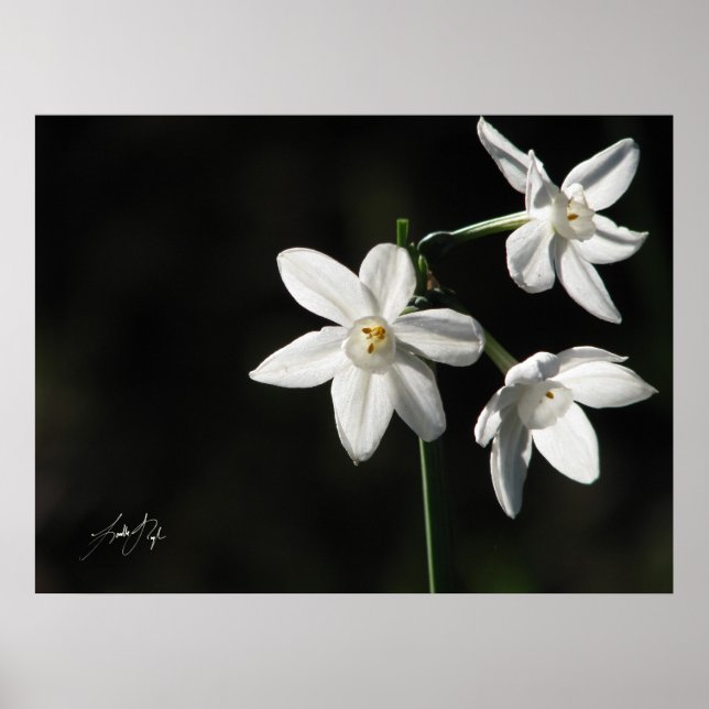 Póster Paperwhites in Black (Frente)