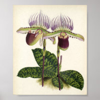 Paphiopedilum lawrenceanum