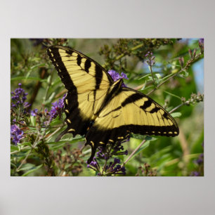 Póster Papilio en Buddleja