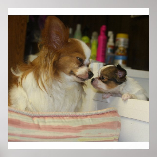 Póster Papillon Mom y Baby (Frente)