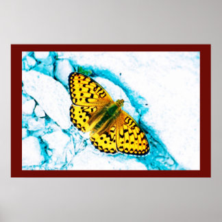 Póster papilón 2