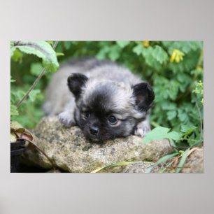 Póster Papúa chihuahua de larga data