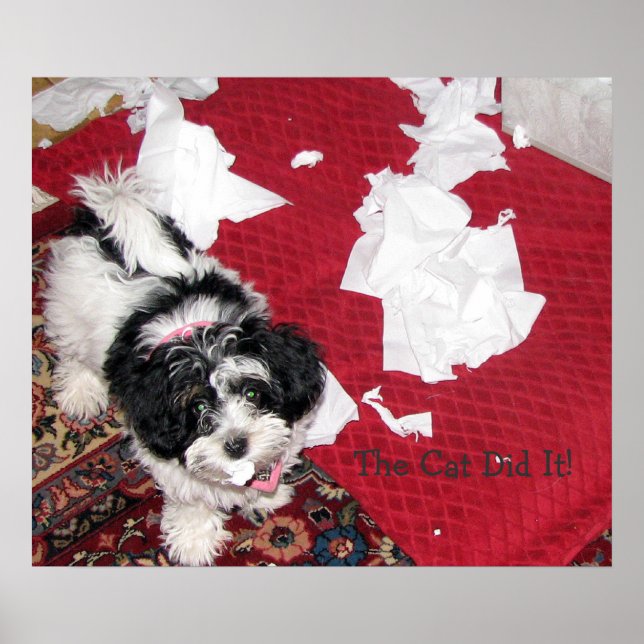 Póster Papúa de Havanés (Frente)