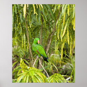 Póster Papúa Nueva Guinea, Provincia de Oro