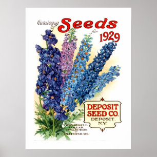 Póster Paquete de Semillas de Delphiniums Variados