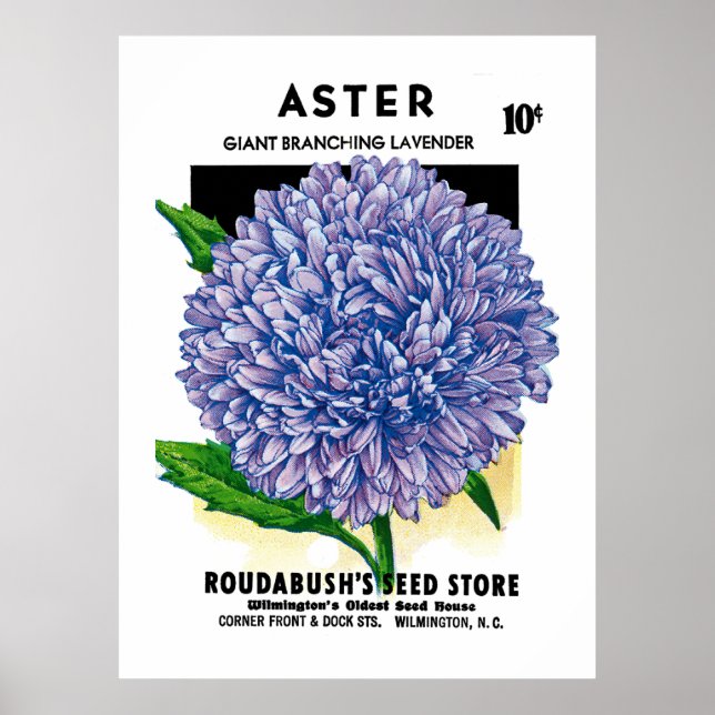 Póster Paquete de Semillas Vintage Aster (Frente)