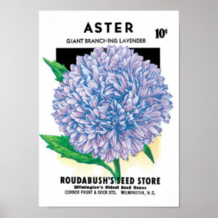 Póster Paquetes de semillas de época, flores de astro mor