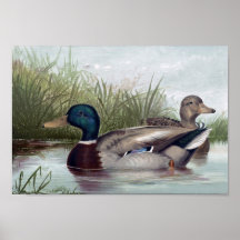 Paquetes Mallard Imprimir Elegir tamaño