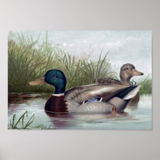 Póster Paquetes Mallard Imprimir Elegir tamaño