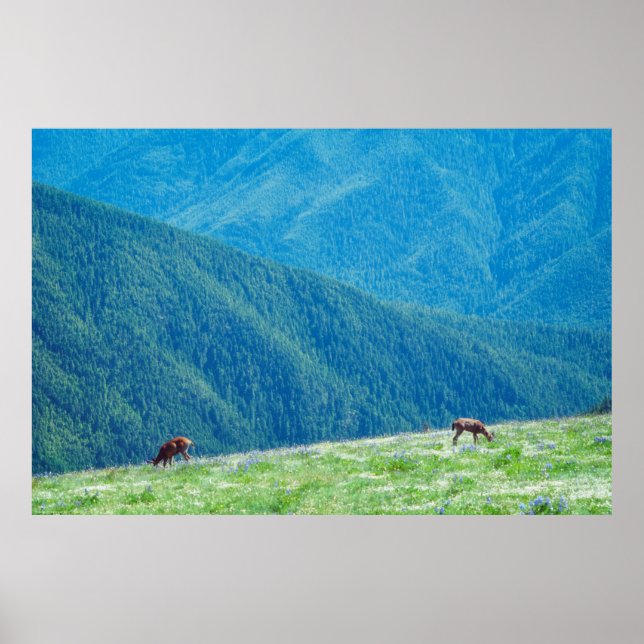 Póster Paquetes por las montañas (Frente)