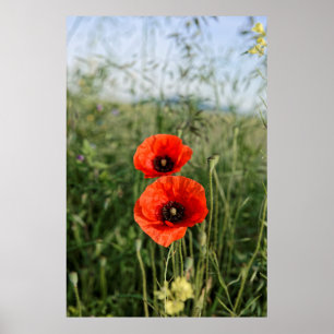 Póster Par de amapolas