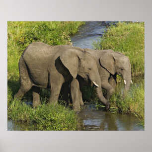 Póster Par de Elefantes Africanos alimentados, Masai Mara